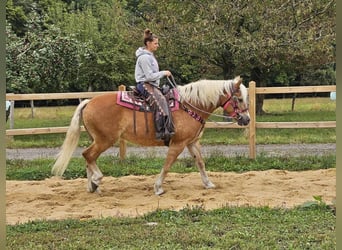 Hafliger, Klacz, 13 lat, 155 cm, Kasztanowata