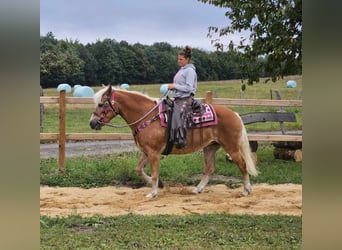 Hafliger, Klacz, 13 lat, 155 cm, Kasztanowata