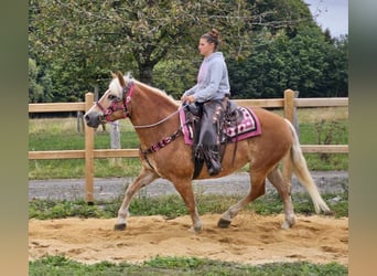 Hafliger, Klacz, 13 lat, 155 cm, Kasztanowata