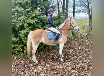 Hafliger, Klacz, 13 lat, 155 cm, Kasztanowata