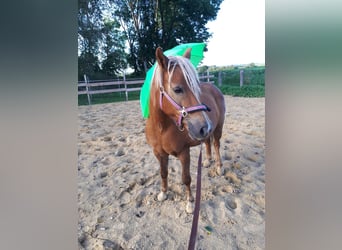 Hafliger Mix, Klacz, 14 lat, 141 cm, Kasztanowata