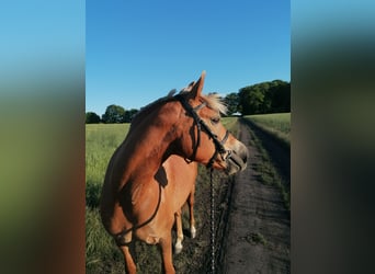 Hafliger Mix, Klacz, 14 lat, 141 cm