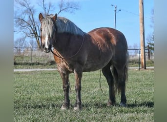 Hafliger, Klacz, 14 lat, 142 cm, Ciemnokasztanowata