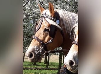 Hafliger, Klacz, 14 lat, 147 cm