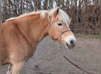 Hafliger, Klacz, 14 lat, 150 cm, Kasztanowata