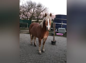 Hafliger Mix, Klacz, 15 lat, 152 cm