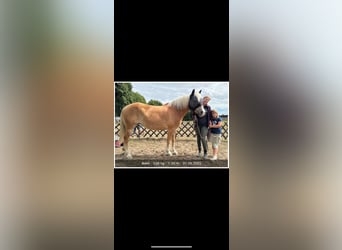 Hafliger Mix, Klacz, 15 lat, 152 cm