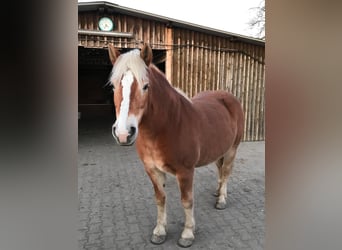 Hafliger Mix, Klacz, 15 lat, 152 cm