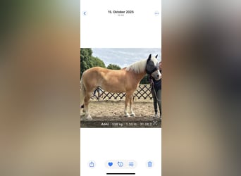 Hafliger Mix, Klacz, 15 lat, 152 cm