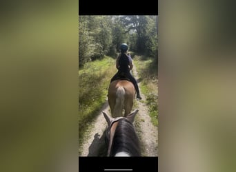 Hafliger Mix, Klacz, 15 lat, 152 cm