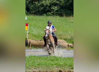 Hafliger, Klacz, 16 lat, 145 cm, Kasztanowata