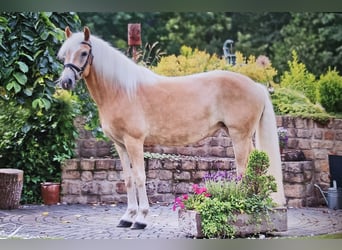 Hafliger, Klacz, 16 lat, 151 cm, Kasztanowata
