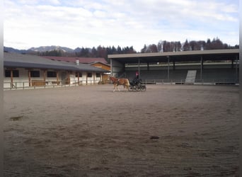 Hafliger, Klacz, 17 lat, 148 cm