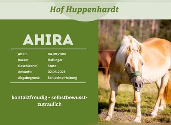 Hafliger, Klacz, 18 lat, 148 cm, Kasztanowata