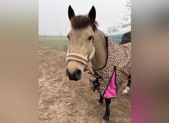 Hafliger Mix, Klacz, 19 lat, 140 cm, Bułana