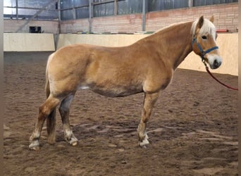 Hafliger, Klacz, 19 lat, 148 cm, Kasztanowata