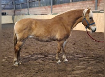 Hafliger, Klacz, 19 lat, 148 cm, Kasztanowata