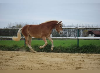 Hafliger, Klacz, 1 Rok, 148 cm, Kasztanowata