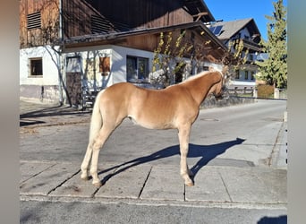 Hafliger, Klacz, 1 Rok, 148 cm