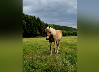 Hafliger, Klacz, 1 Rok, 150 cm, Kasztanowata