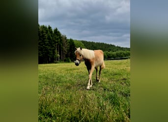 Hafliger, Klacz, 1 Rok, 150 cm, Kasztanowata