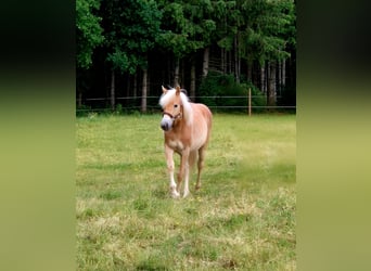 Hafliger, Klacz, 1 Rok, 150 cm, Kasztanowata