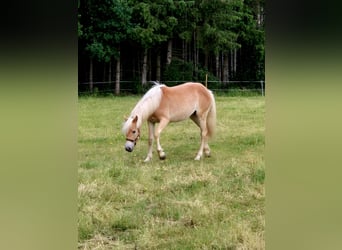 Hafliger, Klacz, 1 Rok, 150 cm, Kasztanowata