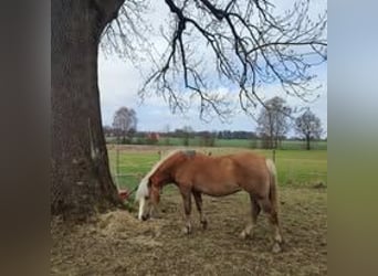 Hafliger Mix, Klacz, 20 lat, 140 cm, Bułana