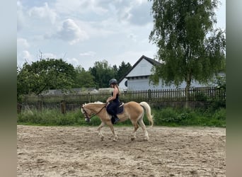 Hafliger, Klacz, 20 lat, 142 cm