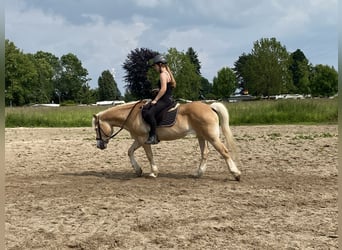 Hafliger, Klacz, 20 lat, 142 cm