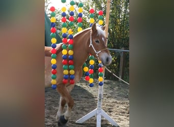 Hafliger, Klacz, 20 lat, 143 cm, Izabelowata