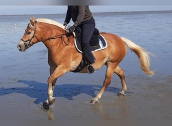 Hafliger, Klacz, 20 lat, 143 cm, Izabelowata