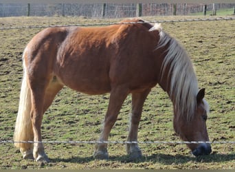 Hafliger, Klacz, 22 lat, 150 cm, Kasztanowata