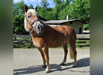 Hafliger, Klacz, 22 lat, 150 cm, Kasztanowata