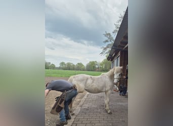 Hafliger Mix, Klacz, 2 lat, 132 cm, Bułana