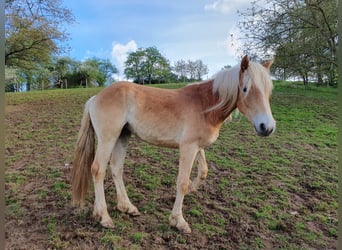 Hafliger, Klacz, 2 lat, 144 cm, Kasztanowata