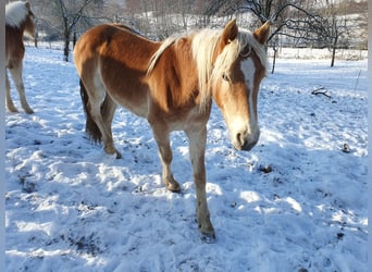 Hafliger, Klacz, 2 lat, 144 cm, Kasztanowata