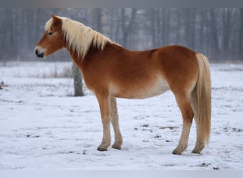 Hafliger, Klacz, 2 lat, 146 cm, Kasztanowata