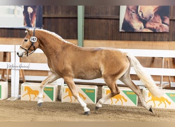 Hafliger, Klacz, 2 lat, 146 cm, Kasztanowata