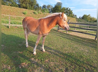 Hafliger, Klacz, 2 lat, 148 cm, Kasztanowata