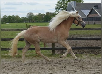 Hafliger, Klacz, 2 lat, 149 cm, Kasztanowata