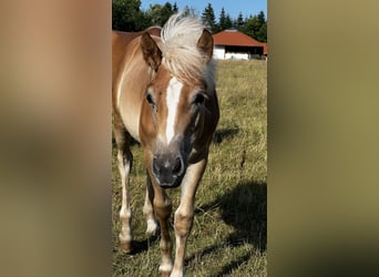 Hafliger, Klacz, 2 lat, Kasztanowata