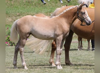 Hafliger, Klacz, 3 lat, 138 cm, Kasztanowata