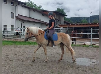 Hafliger, Klacz, 3 lat, 145 cm, Kasztanowata