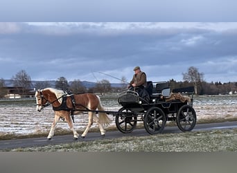 Hafliger, Klacz, 3 lat, 145 cm, Kasztanowata