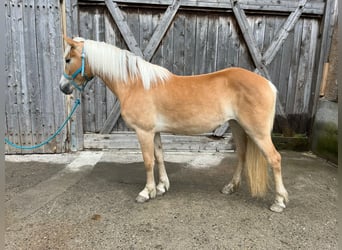 Hafliger, Klacz, 3 lat, 146 cm, Kasztanowata