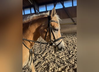 Hafliger, Klacz, 3 lat, 148 cm