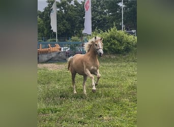 Hafliger, Klacz, 3 lat, 149 cm, Kasztanowata