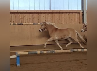Hafliger, Klacz, 3 lat, 149 cm, Kasztanowata