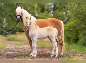 Hafliger, Klacz, 3 lat, 149 cm